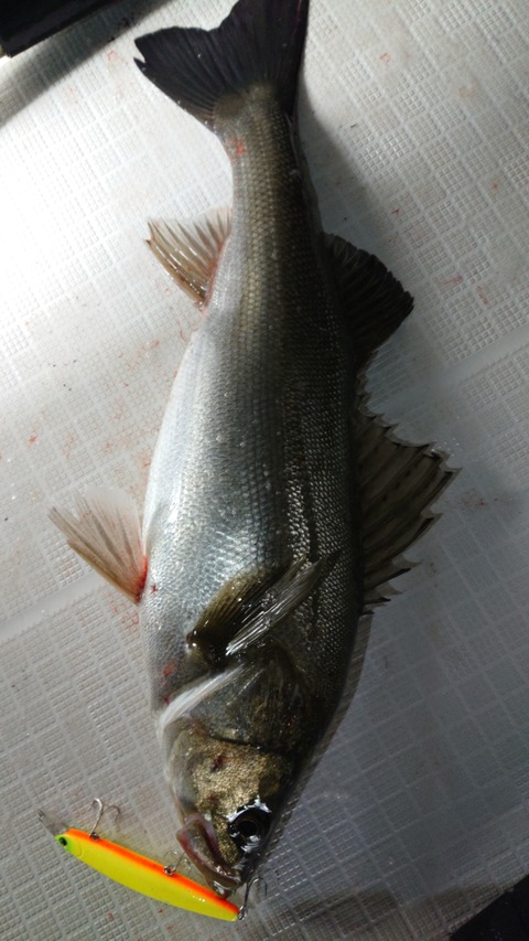 DSC_0017_BURST20190228004943284