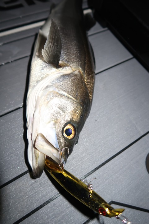 20200126003132_IMG_7278