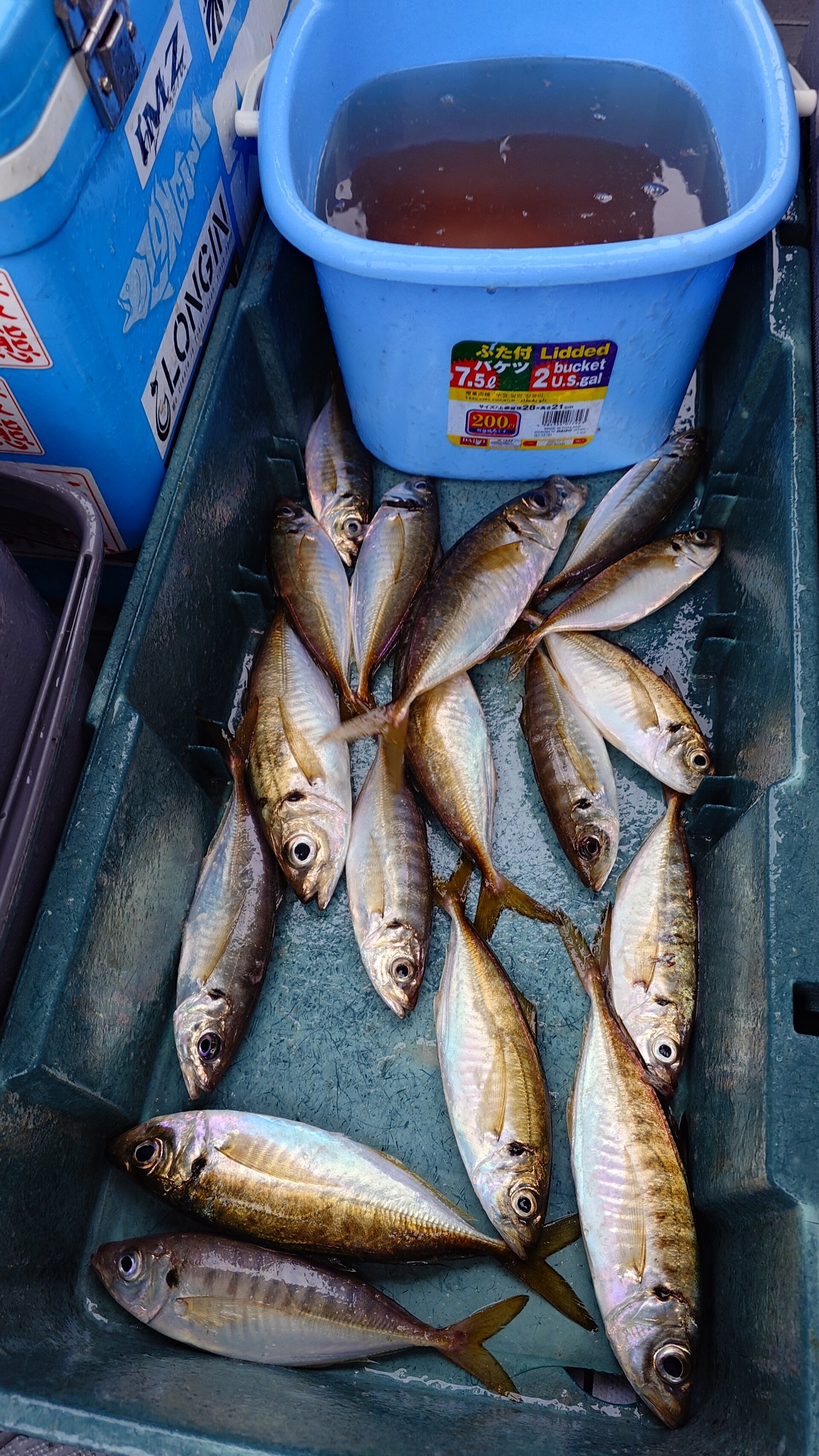 6月28日釣果情報！！ : TOKYOBAY FISHING GUIDE SERVICE Glory