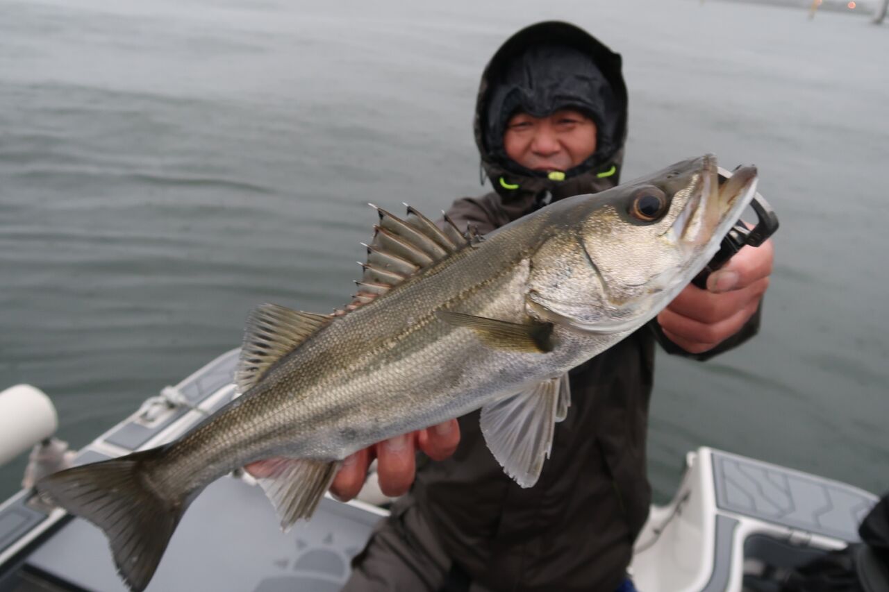 10月10日釣果情報 Tokyobay Fishing Guide Service Glory グローリーフィッシング 10月10日釣果情報 Tokyobay Fishing Guide Service Glory グローリーフィッシング