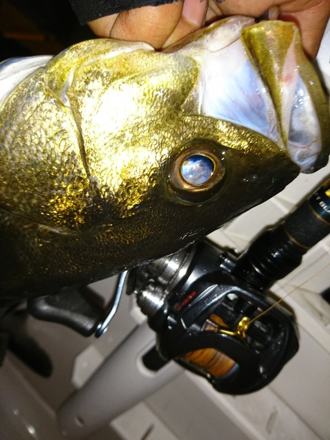 [画像:3beda677-s.jpg]