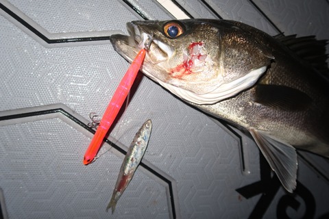 20240425221755_IMG_1234