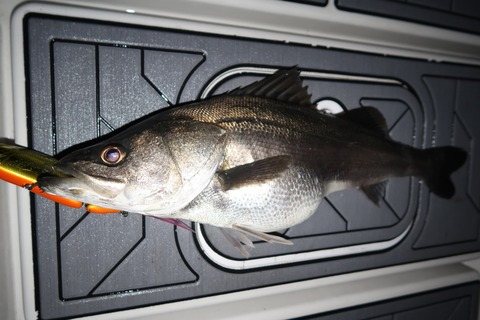 20200314025509_IMG_7957