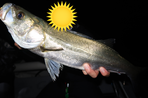 sketch-1590451771738