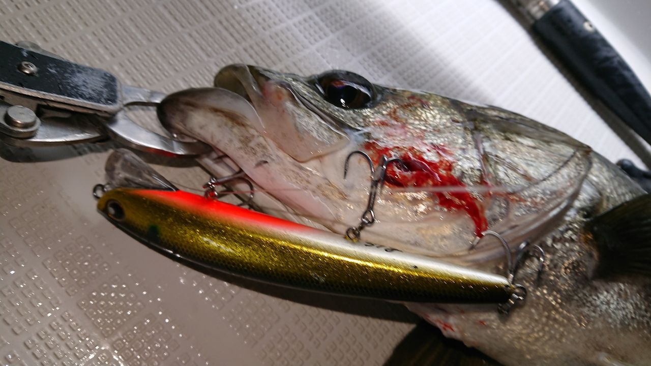フランキー145その2 Tokyobay Fishing Guide Service Glory グローリーフィッシング