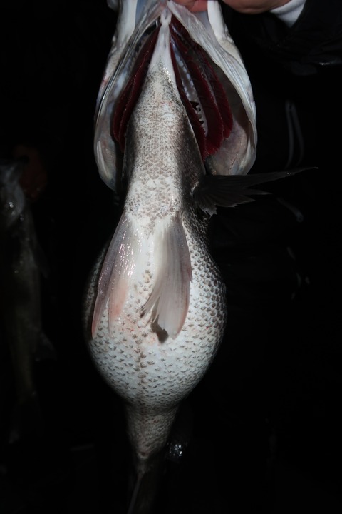 20200314033953_IMG_7964