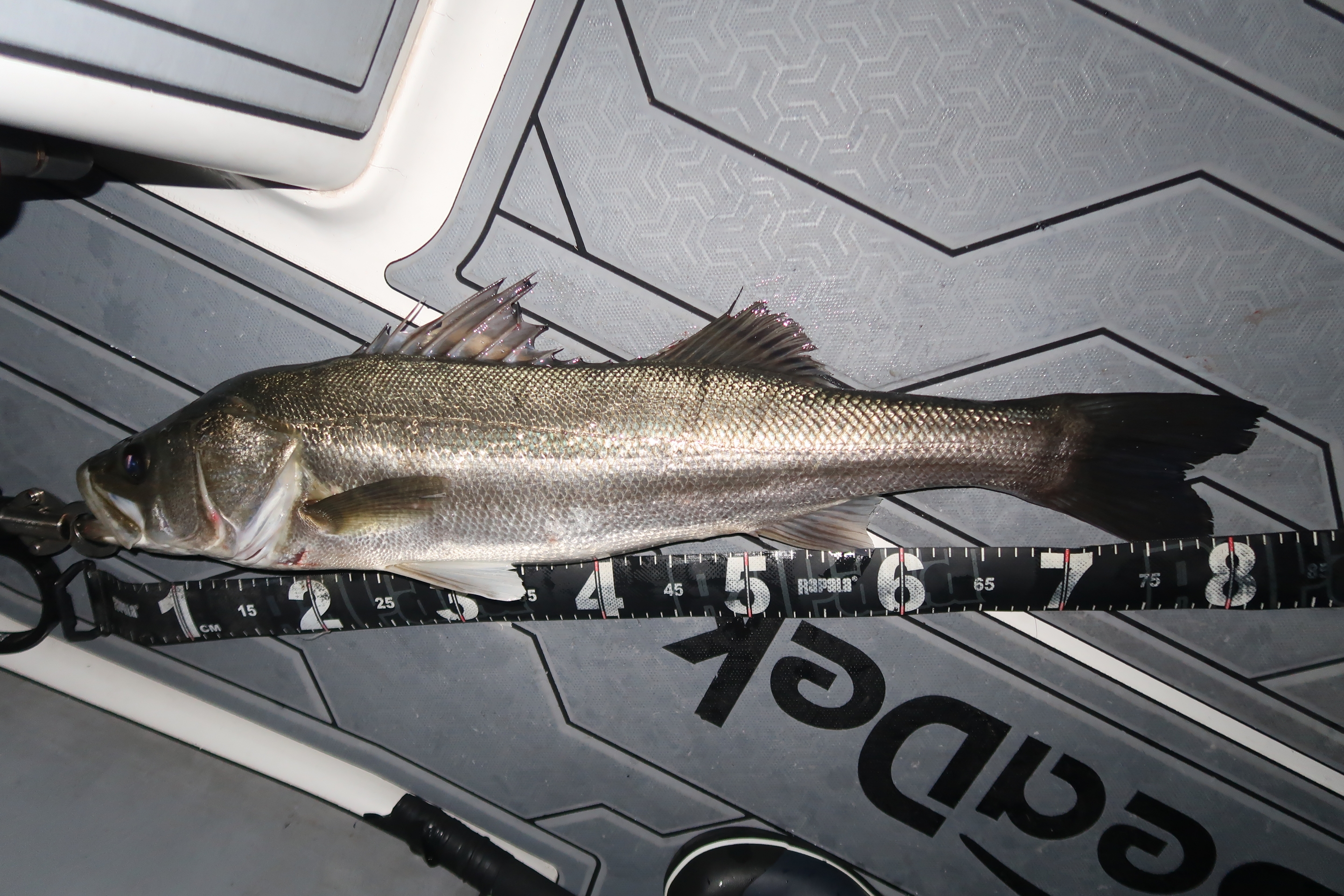 12月27日〜28日釣果情報！！ : TOKYOBAY FISHING GUIDE SERVICE Glory