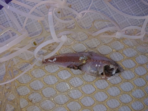 [画像:a62d2edb-s.jpg]