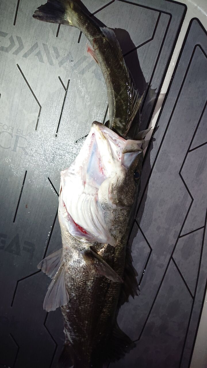 5月3日釣果情報 Tokyobay Fishing Guide Service Glory グローリーフィッシング