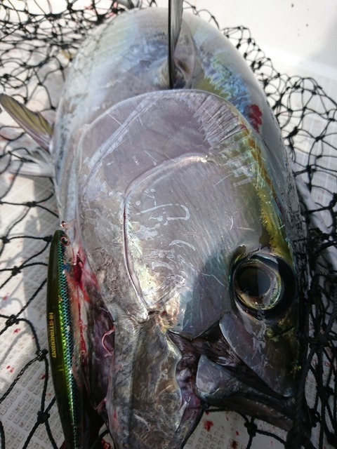 [画像:af933d5e-s.jpg]