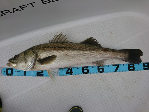 [画像:b0dedf5f-s.jpg]