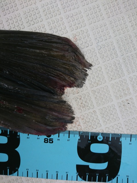 [画像:c1a1483c-s.jpg]