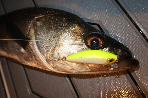 20240425201823_IMG_1222