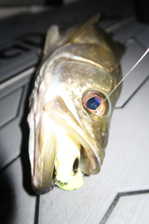 20201001005229_IMG_0329