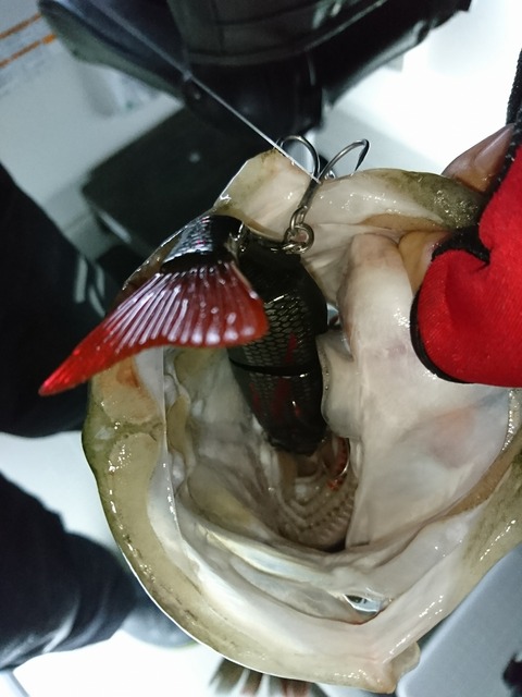 [画像:d34b8e88-s.jpg]