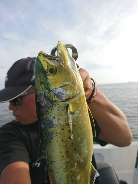 [画像:d59c4d36-s.jpg]