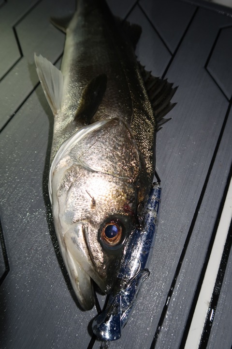 20200304195230_IMG_7869