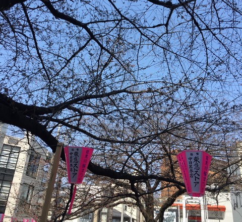 中目の桜
