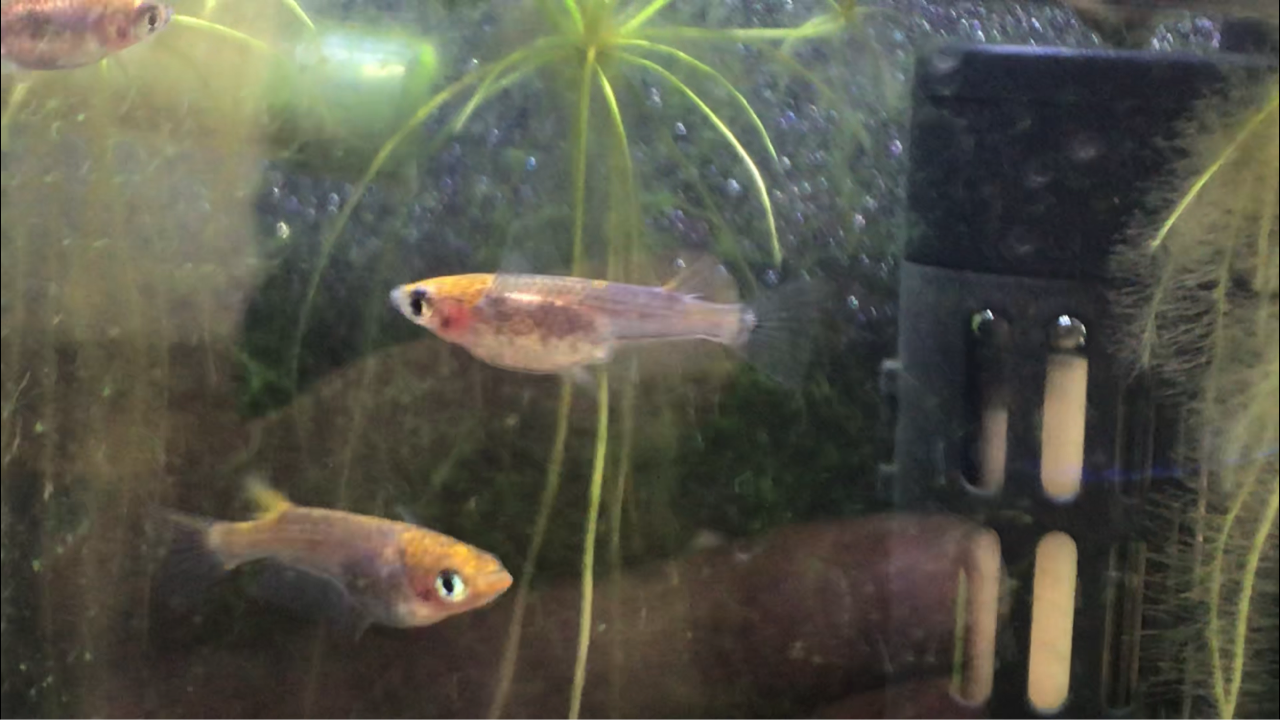 メダカを外飼育に切り替え 本格的に数を増やす計画を立てる 多道楽 多趣味な男のスローライフ メダカを外飼育に切り替え 本格的に数を増やす計画を立てる 多道楽 多趣味な男のスローライフ