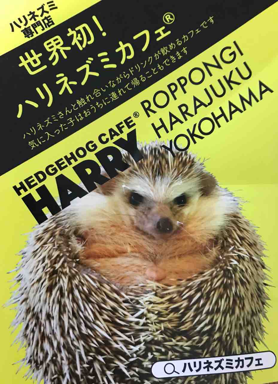 ハリネズミカフェ Harry 横浜店 で動物達と触れ合う 多道楽 多趣味な男のスローライフ