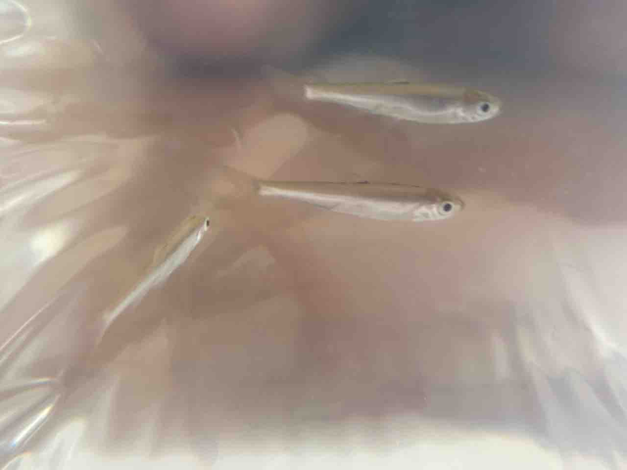 自作の池に釣った魚を放流する 多道楽 多趣味な男のスローライフ 自作の池に釣った魚を放流する 多道楽 多趣味な男のスローライフ