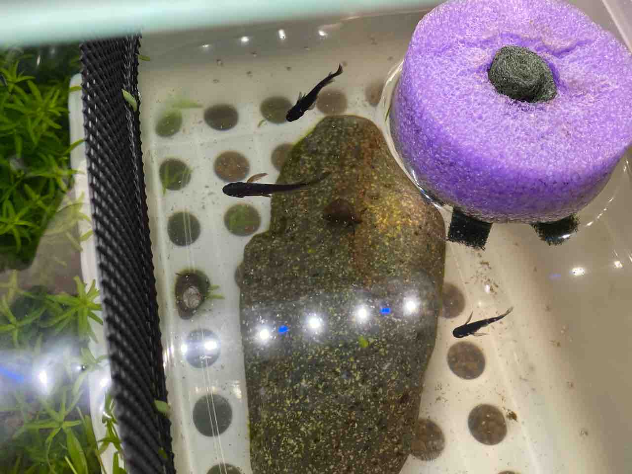 冬にメダカを買ったら水カビ病になっていた 塩浴で治療することに 多道楽 多趣味な男のスローライフ 冬にメダカを買ったら水カビ病になっていた 塩浴で治療することに 多道楽 多趣味な男のスローライフ