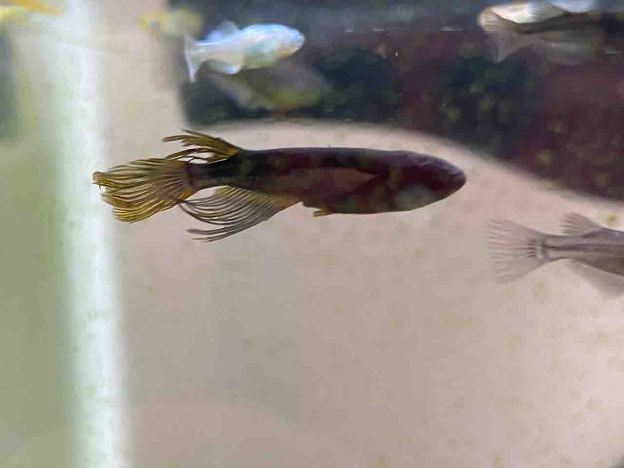 ヒレ長系メダカを増やしてみよう 多道楽 多趣味な男のスローライフ