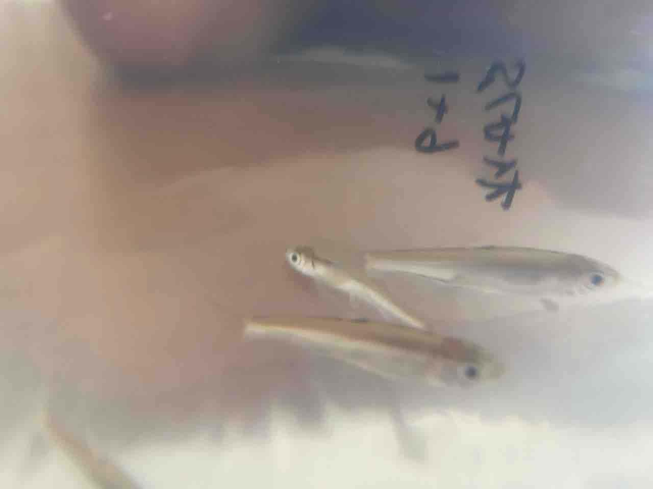 自作の池に釣った魚を放流する 多道楽 多趣味な男のスローライフ 自作の池に釣った魚を放流する 多道楽 多趣味な男のスローライフ