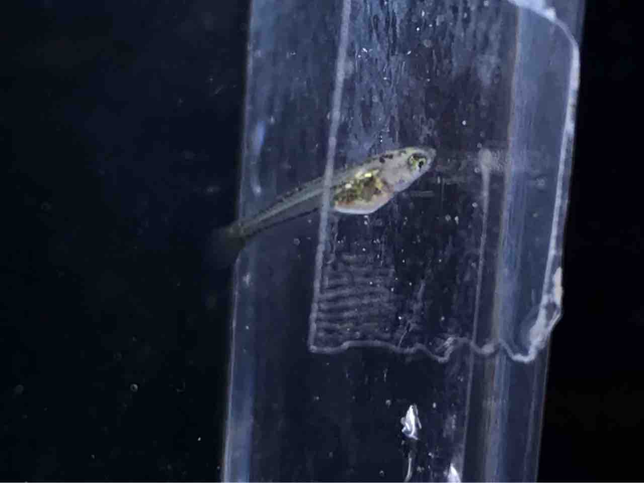 オリジナルメダカが朧メダカではなさそうだった件について 多道楽 多趣味な男のスローライフ