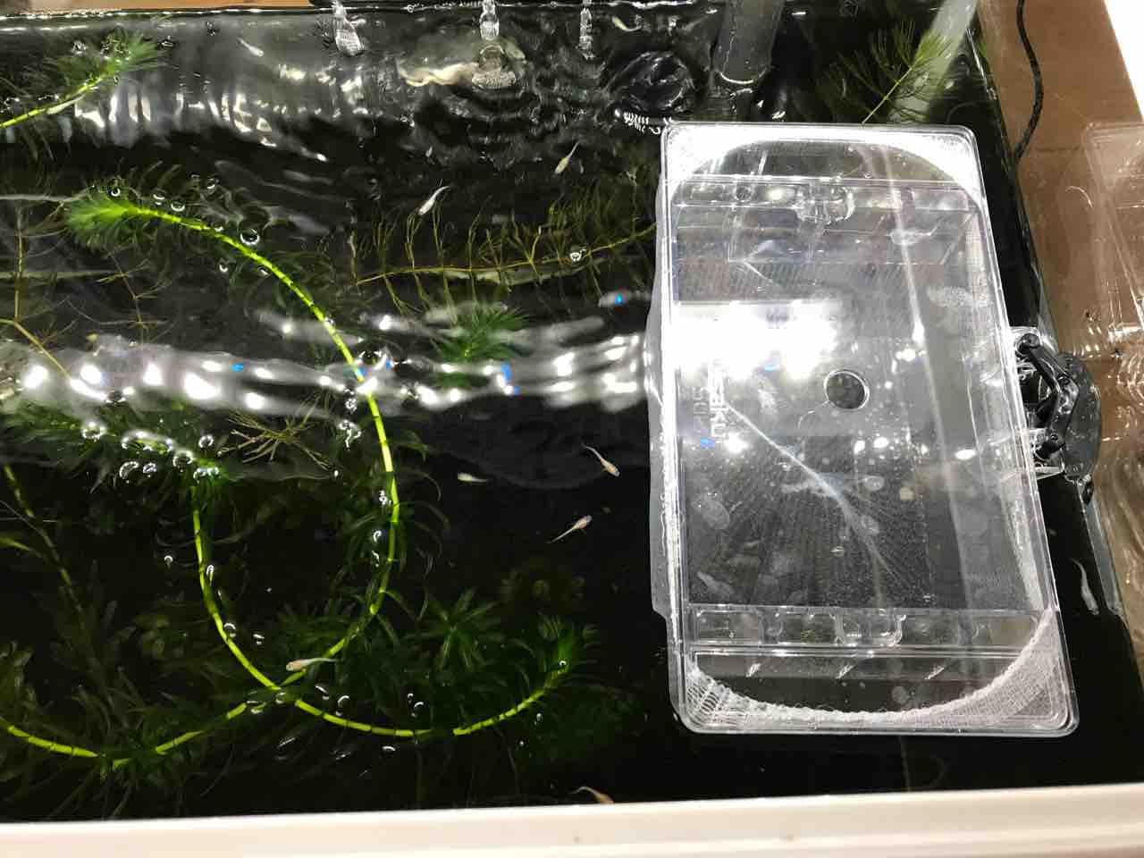 メダカの産卵が止まらない 春の産卵は昼が勝負所 多道楽 多趣味な男のスローライフ