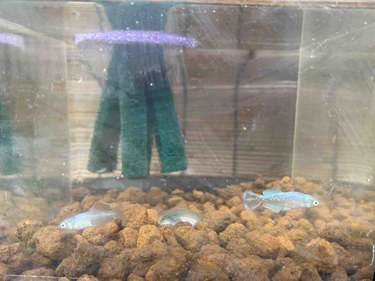 水槽を彩る青い光 ドラゴンブルーメダカを追加しました 多道楽 多趣味な男のスローライフ 水槽を彩る青い光 ドラゴンブルーメダカを追加しました 多道楽 多趣味な男のスローライフ
