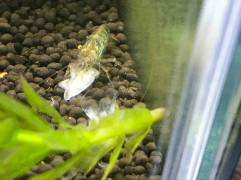 ミナミヌマエビの殻がなくなっている それも食べるの 多道楽 多趣味な男のスローライフ