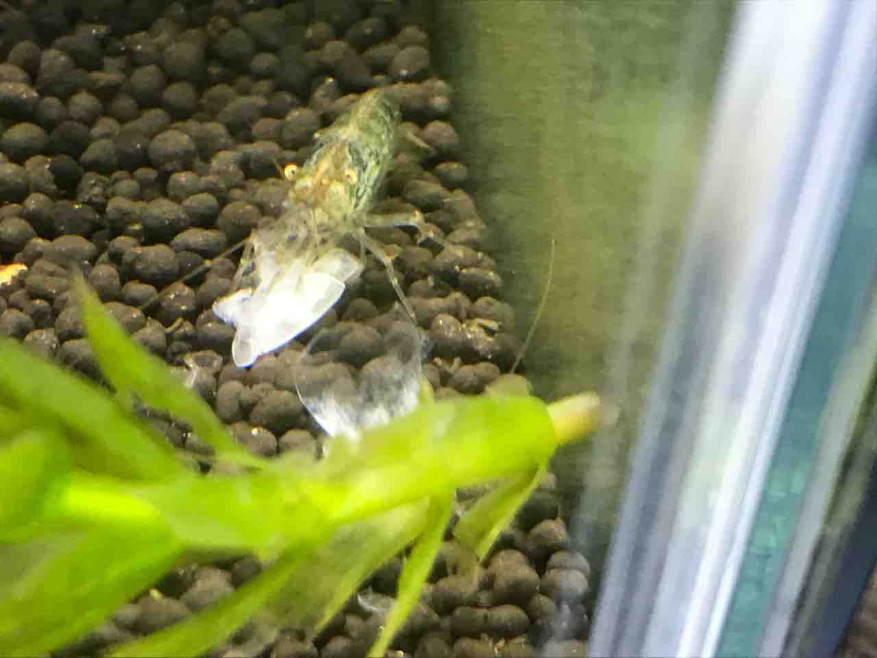 ミナミヌマエビの殻がなくなっている それも食べるの 多道楽 多趣味な男のスローライフ