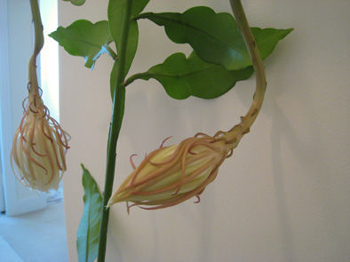 月下美人の開花記録 ライフドア シドニー