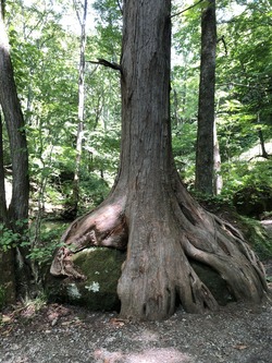 ãÂôÉÔÆ°Âì