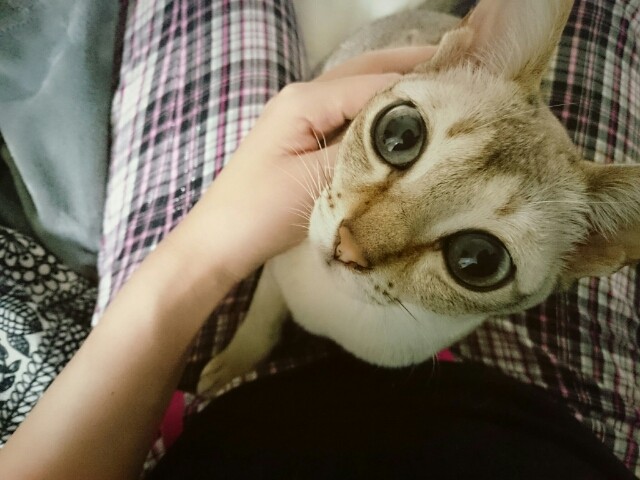 シンガプーラ闘病記(14)最期 : Katze＊MIX猫・シンガプーラ・トンキニーズ