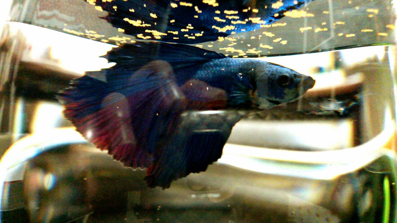 青い魚 アンドレ カラフル