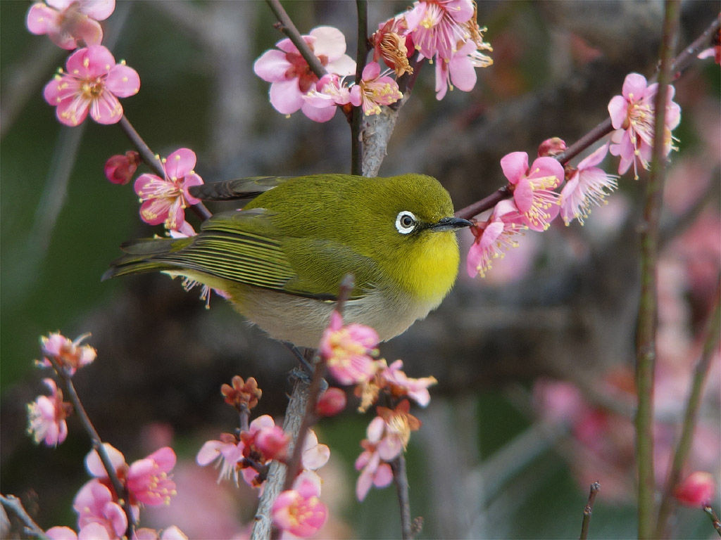 花の蜜を吸う鳥たち はけと武蔵野公園の野鳥