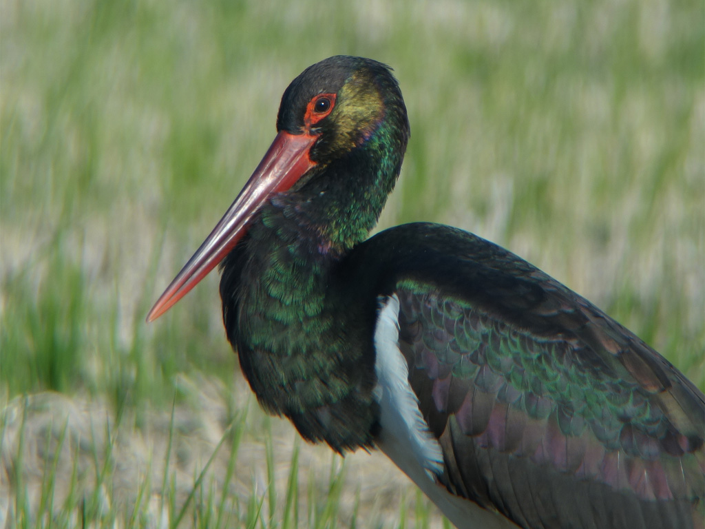 ナベコウは鳴くのか 野原から