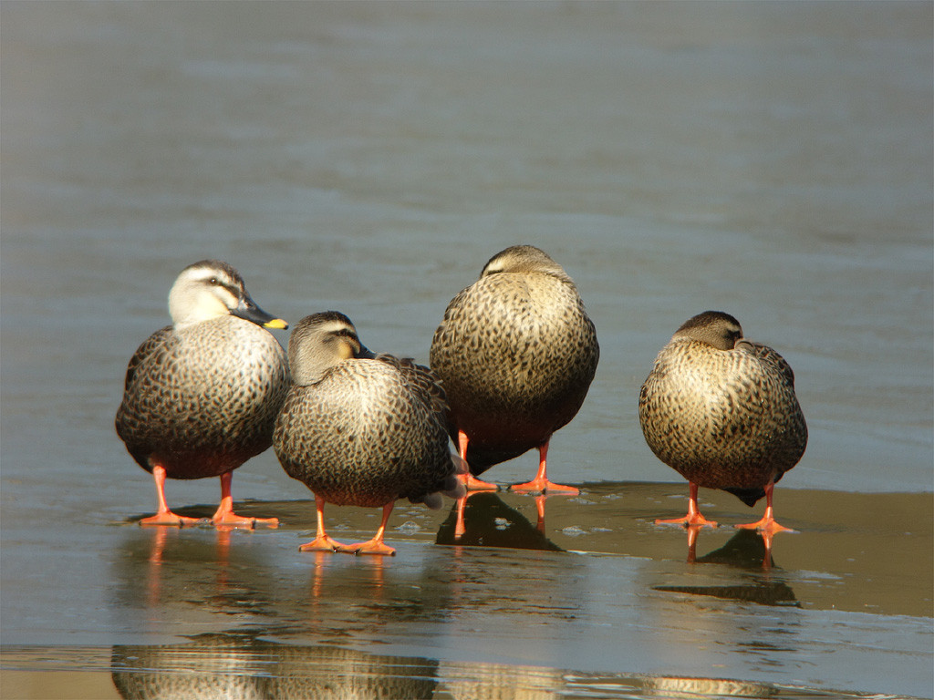 潜水するカモは何を食べているのか 野原から