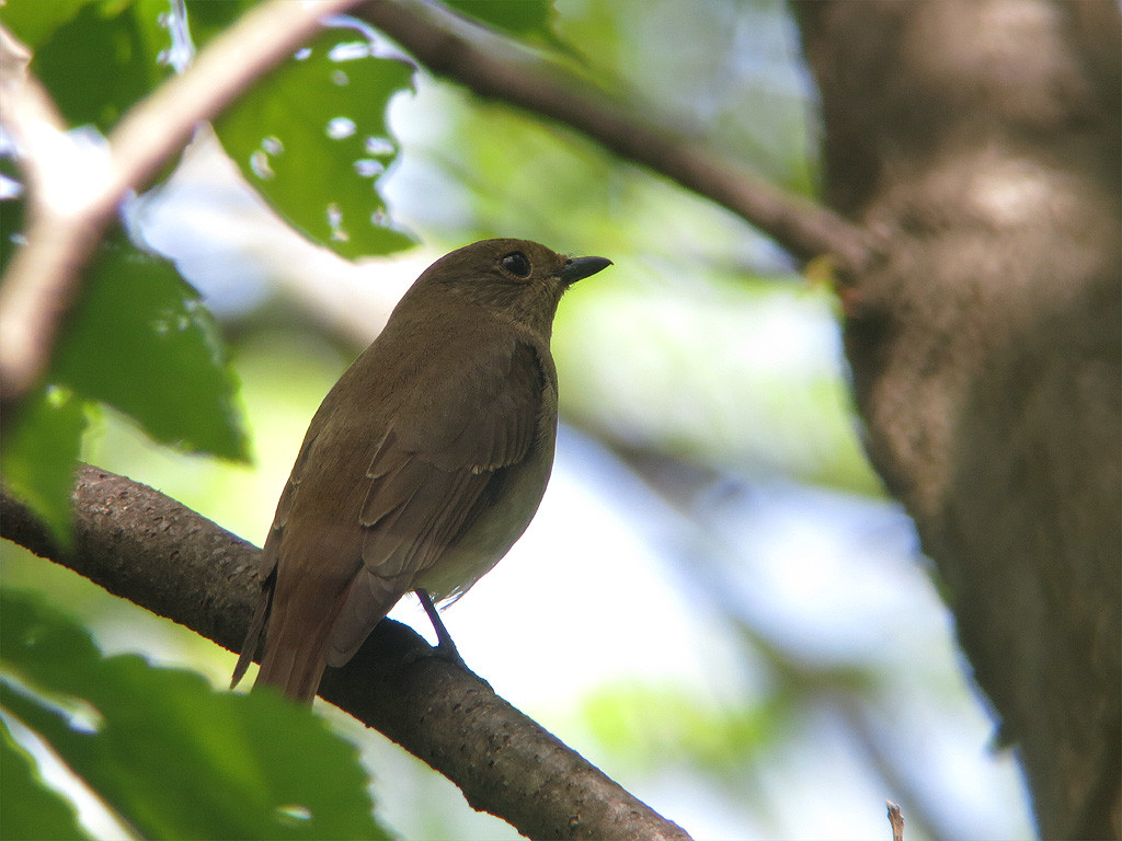 シロハラの死 カメラマンだけが悪いのか おまけ 夏鳥の写真 野原から シロハラの死 カメラマンだけが悪いのか おまけ 夏鳥の写真 野原から