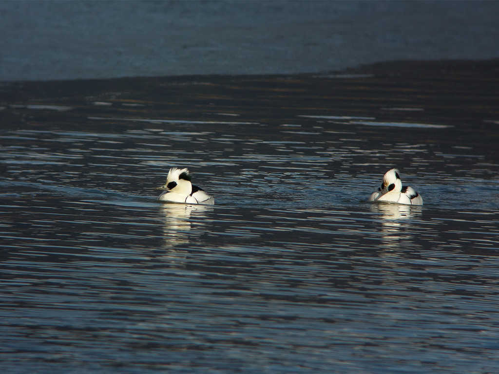 潜水するカモは何を食べているのか 野原から