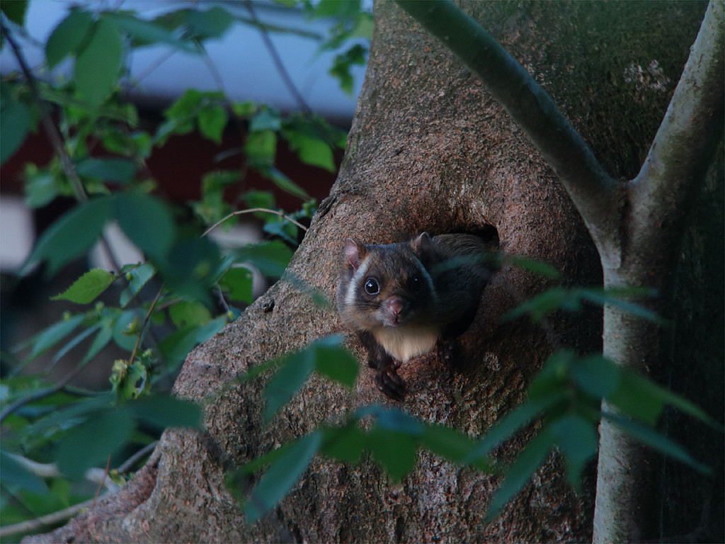 ムササビの縄張り争い 野原から