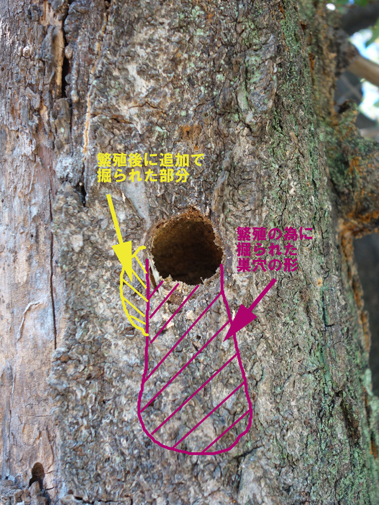 コゲラの古巣を利用しているのはコゲラか 野原から