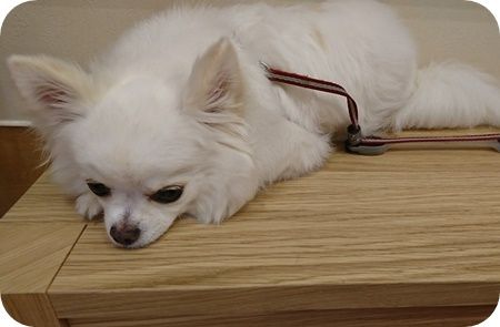 こころ1441