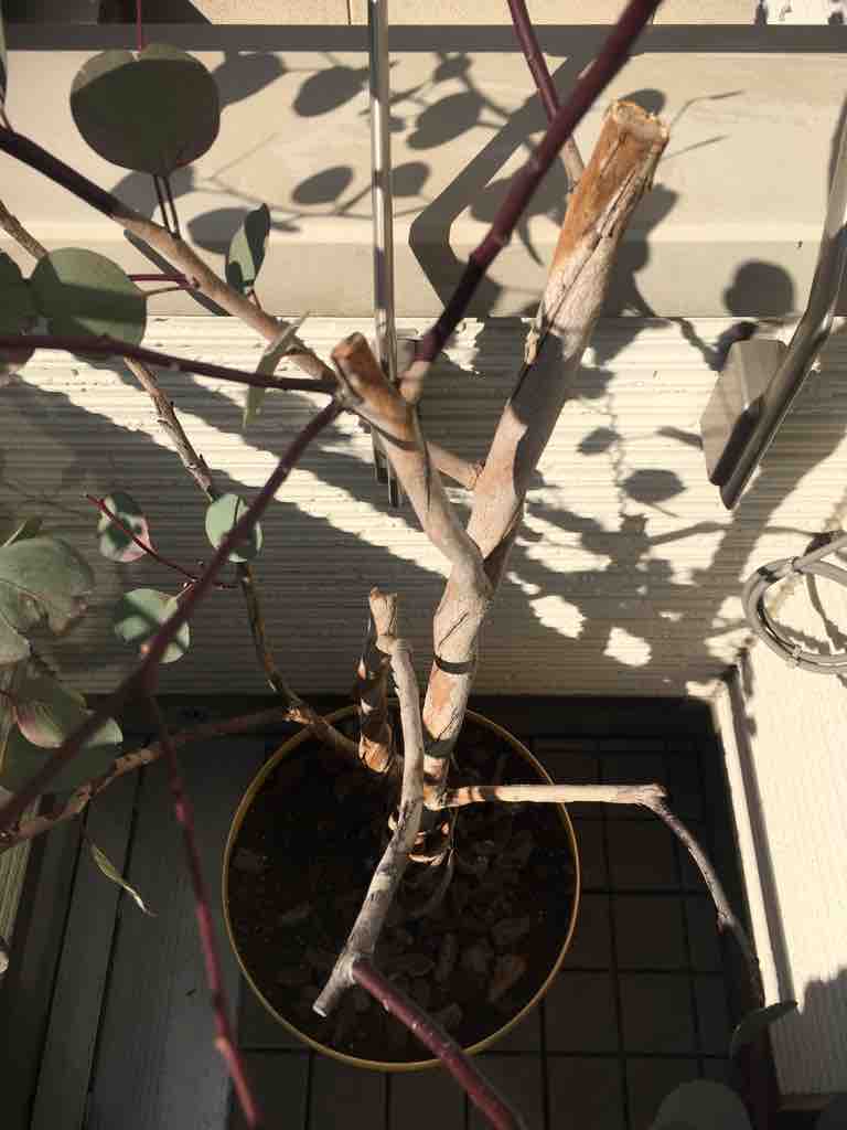 新梢よ出てくれ ポポラス剪定 19 03 31 アウトドアを遊ぼう キャンプと カヤックと それから登山