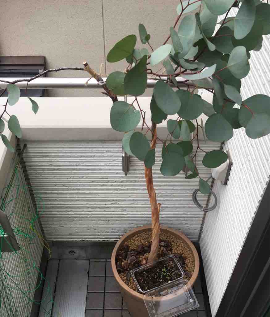ユーカリ ポポラスの植替え 剪定 07 08 アウトドアを遊ぼう キャンプと カヤックと それから登山 ユーカリ ポポラスの植替え 剪定 07 08 アウトドアを遊ぼう キャンプと カヤックと それから登山