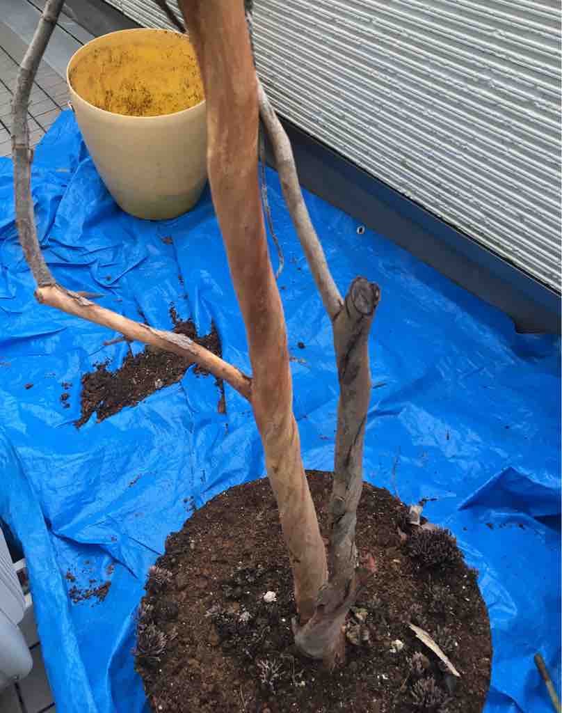 ユーカリ ポポラスの植替え 剪定 07 08 アウトドアを遊ぼう キャンプと カヤックと それから登山 ユーカリ ポポラスの植替え 剪定 07 08 アウトドアを遊ぼう キャンプと カヤックと それから登山