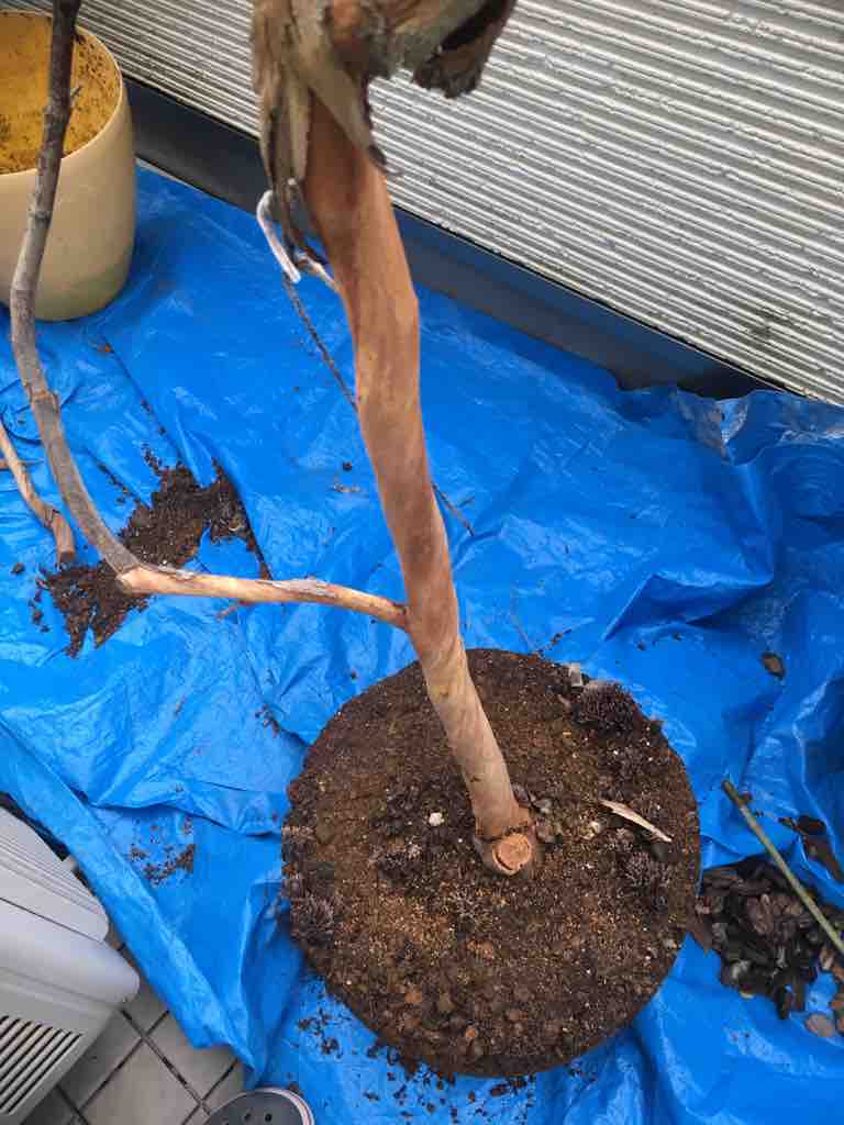ユーカリ ポポラスの植替え 剪定 07 08 アウトドアを遊ぼう キャンプと カヤックと それから登山 ユーカリ ポポラスの植替え 剪定 07 08 アウトドアを遊ぼう キャンプと カヤックと それから登山