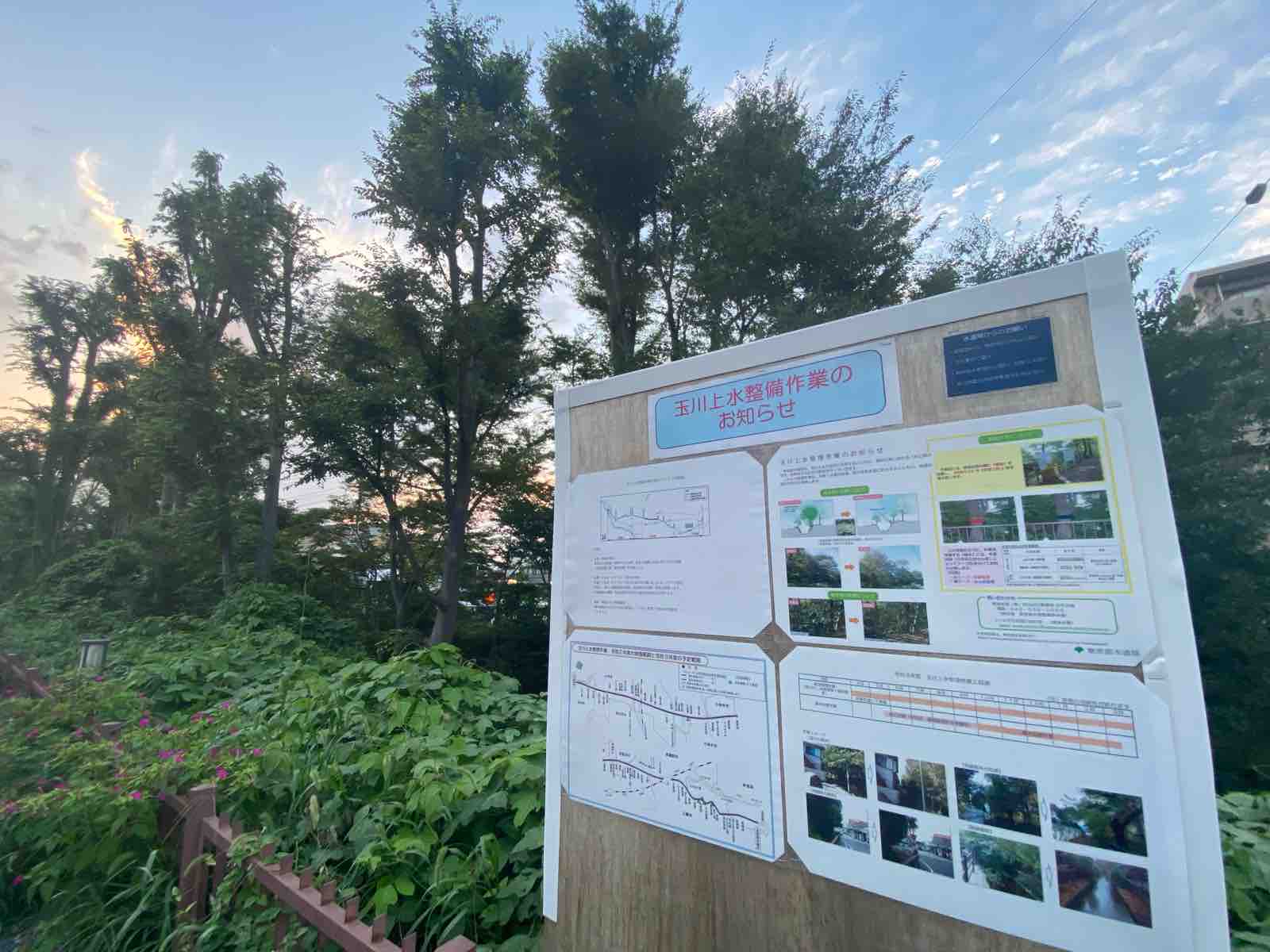 桜以外は伐採 残すべき玉川上水の緑とは 武蔵野市議 川名ゆうじ Blog 桜以外は伐採 残すべき玉川上水の緑とは 武蔵野市議 川名ゆうじ Blog